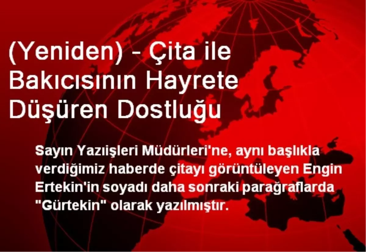 (Yeniden) - Çita ile Bakıcısının Hayrete Düşüren Dostluğu