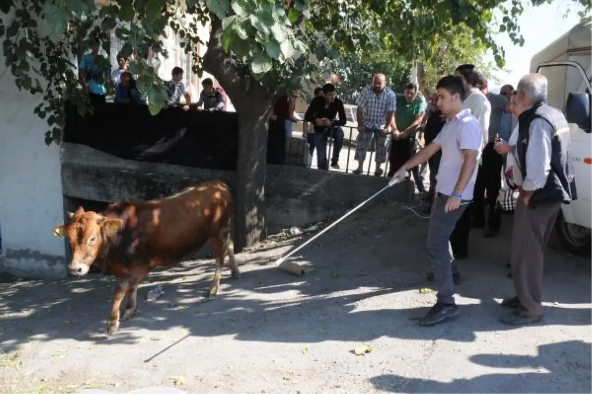 Sahibinin Elinden Kaçan Dana İki Kişiyi Hastanelik Etti