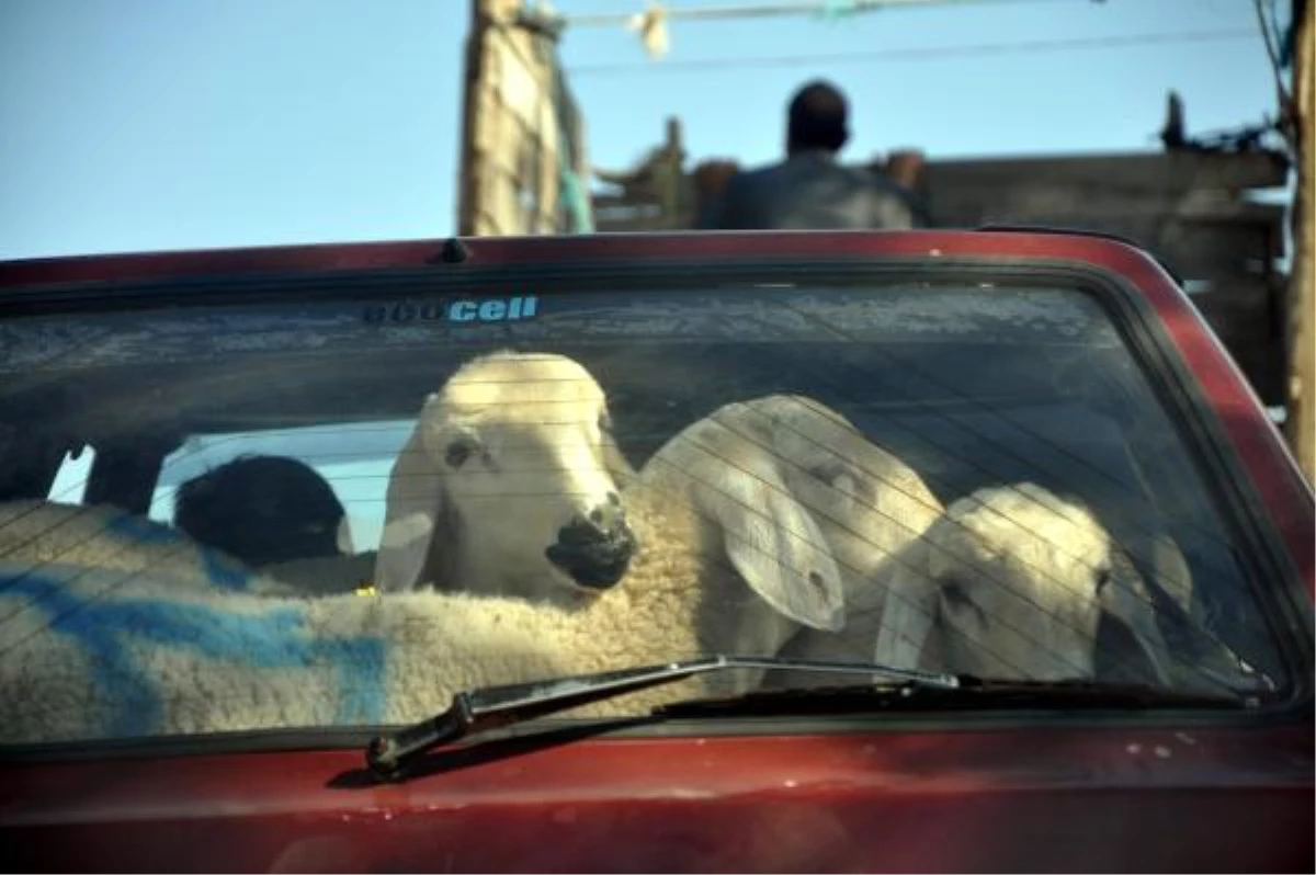4 Kurbanlık Koyun Bir Otomobille Taşındı