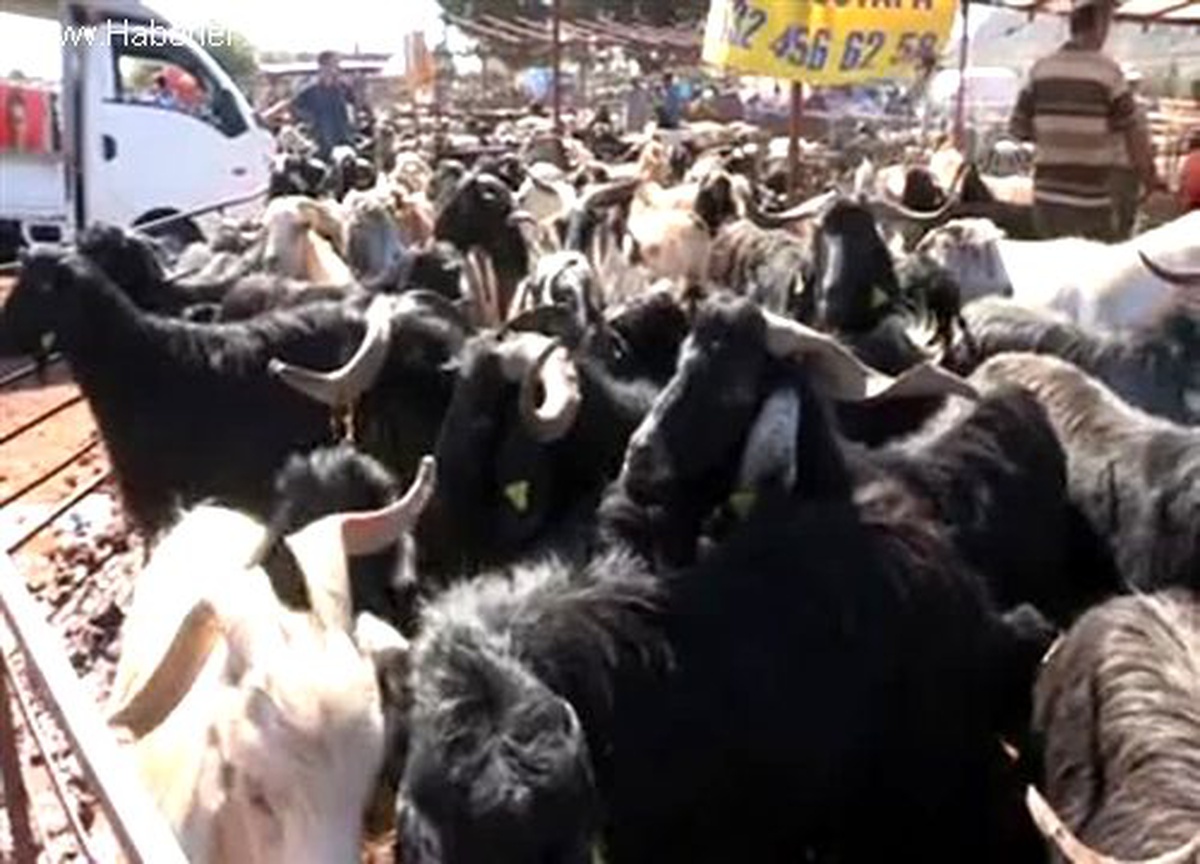 Büyükbaş kurbanlık bitti, küçükbaşlar bayramı bekliyor