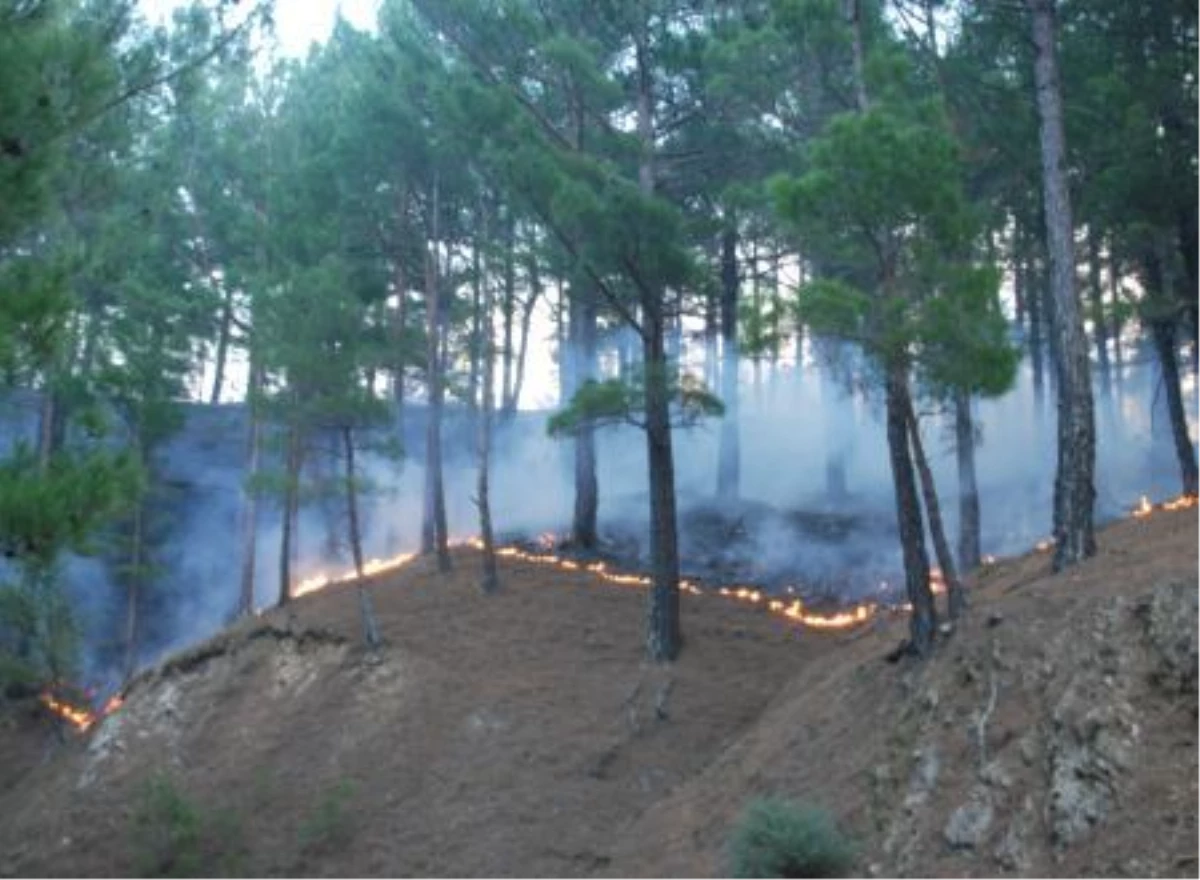 Gazipaşa\'da 120 Hektar Kızılçam Alanı Yandı
