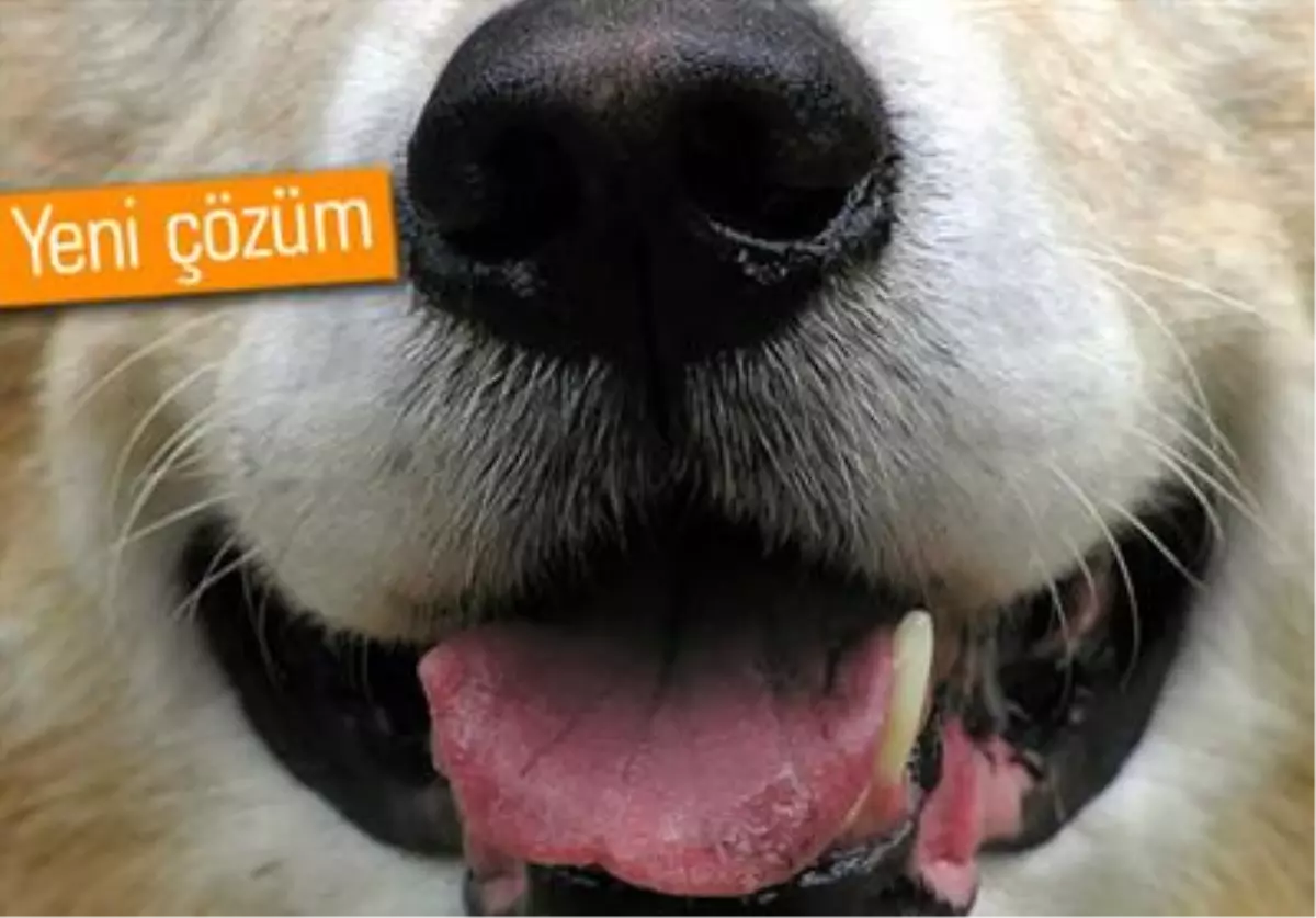 Köpek Burnuyla Kanser Teşhisi