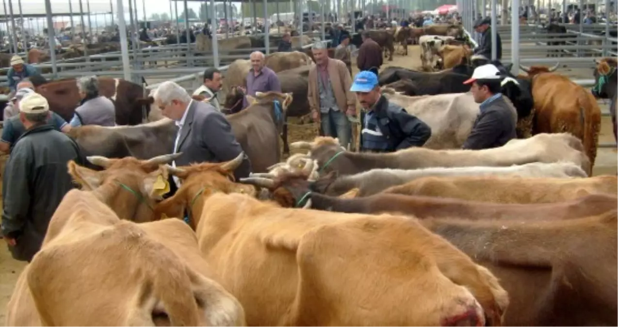 Kurban Pazarlarında Son Gün Bereketi