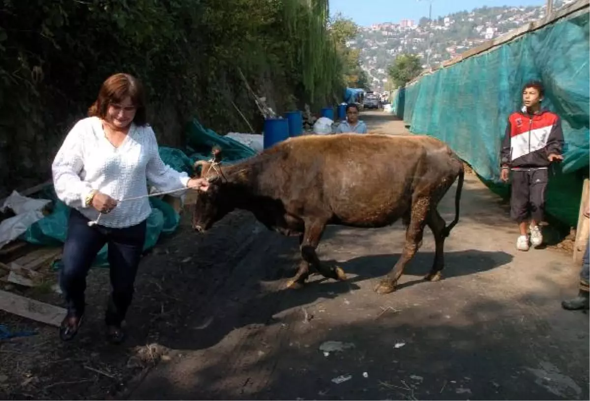 Kurbanlığı Çocukların Yardımıyla İşyerine Götürdü