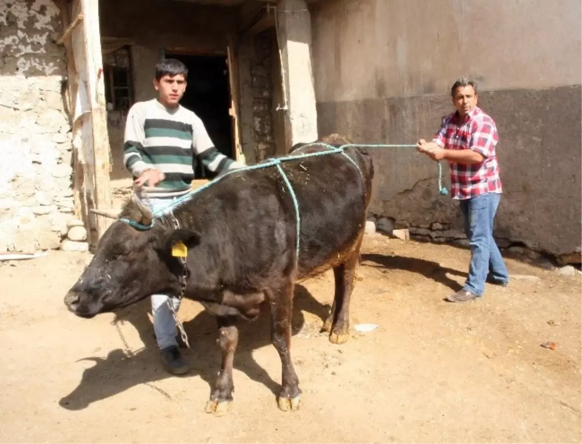 Kurbanlık Hayvanlara Eziyet Çektirmeyin