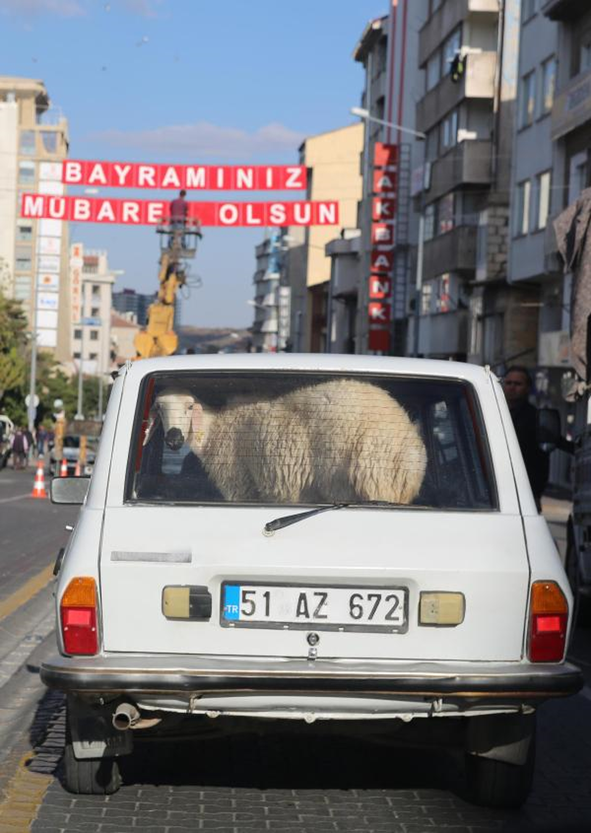 Kurbanlık Koyunu Otomobille Taşıdı