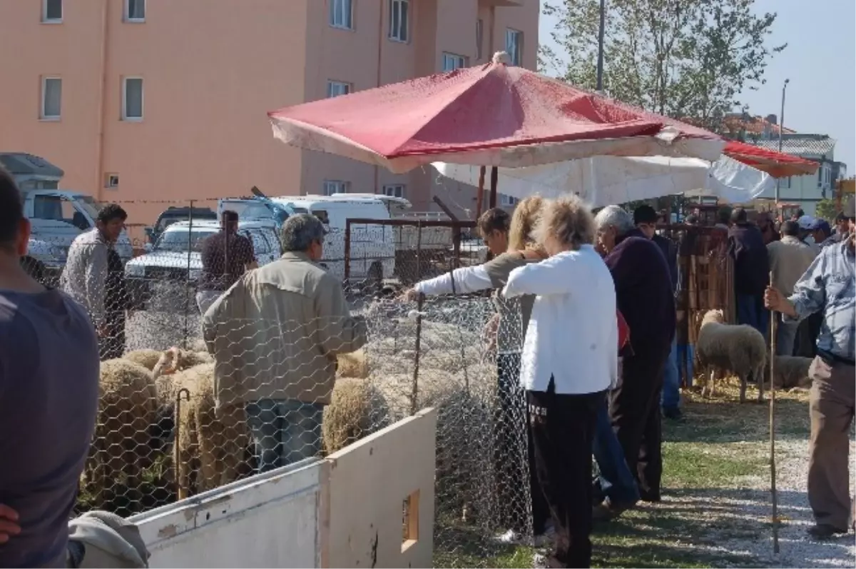 Lapseki\'de Kurbanlıklar Görücüye Çıktı