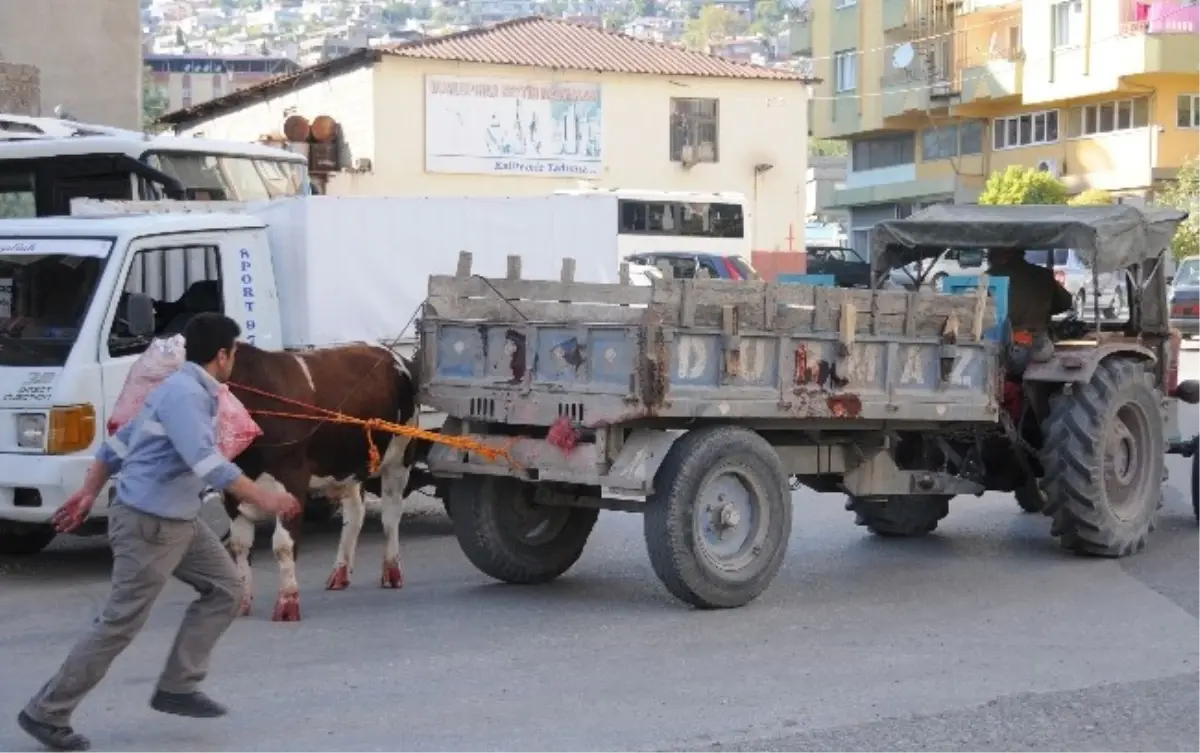 Öfkeli Boğa Cam Çerçeve İndirdi