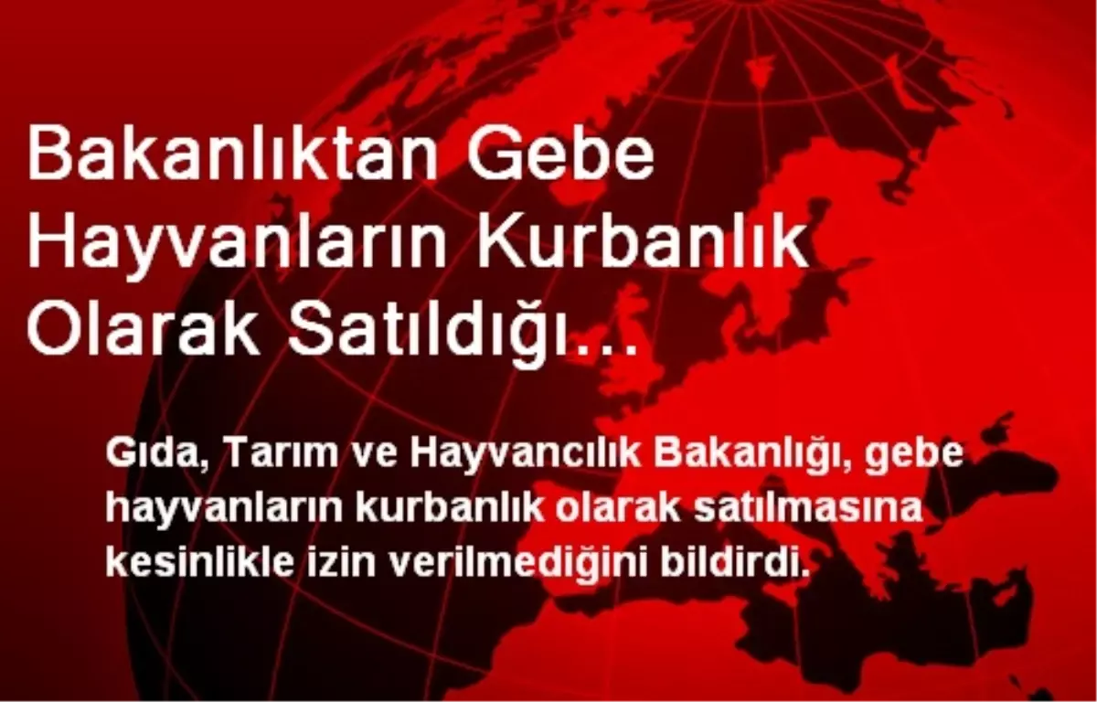 Bakanlıktan Gebe Hayvanların Kurbanlık Olarak Satıldığı İddialarına Yalanlama