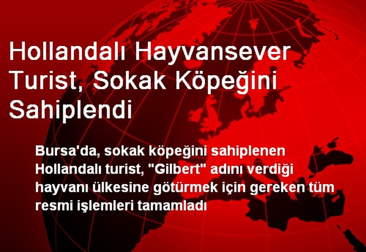 Hollandalı Hayvansever Turist, Sokak Köpeğini Sahiplendi