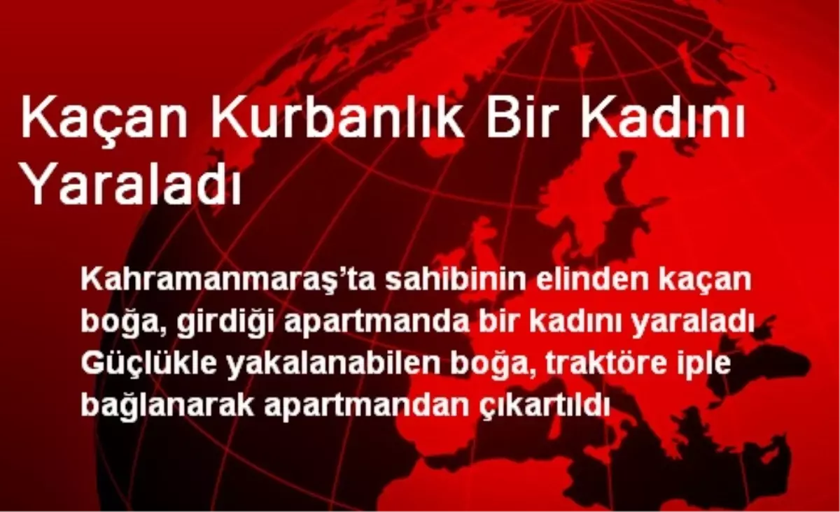 Kaçan Kurbanlık Bir Kadını Yaraladı