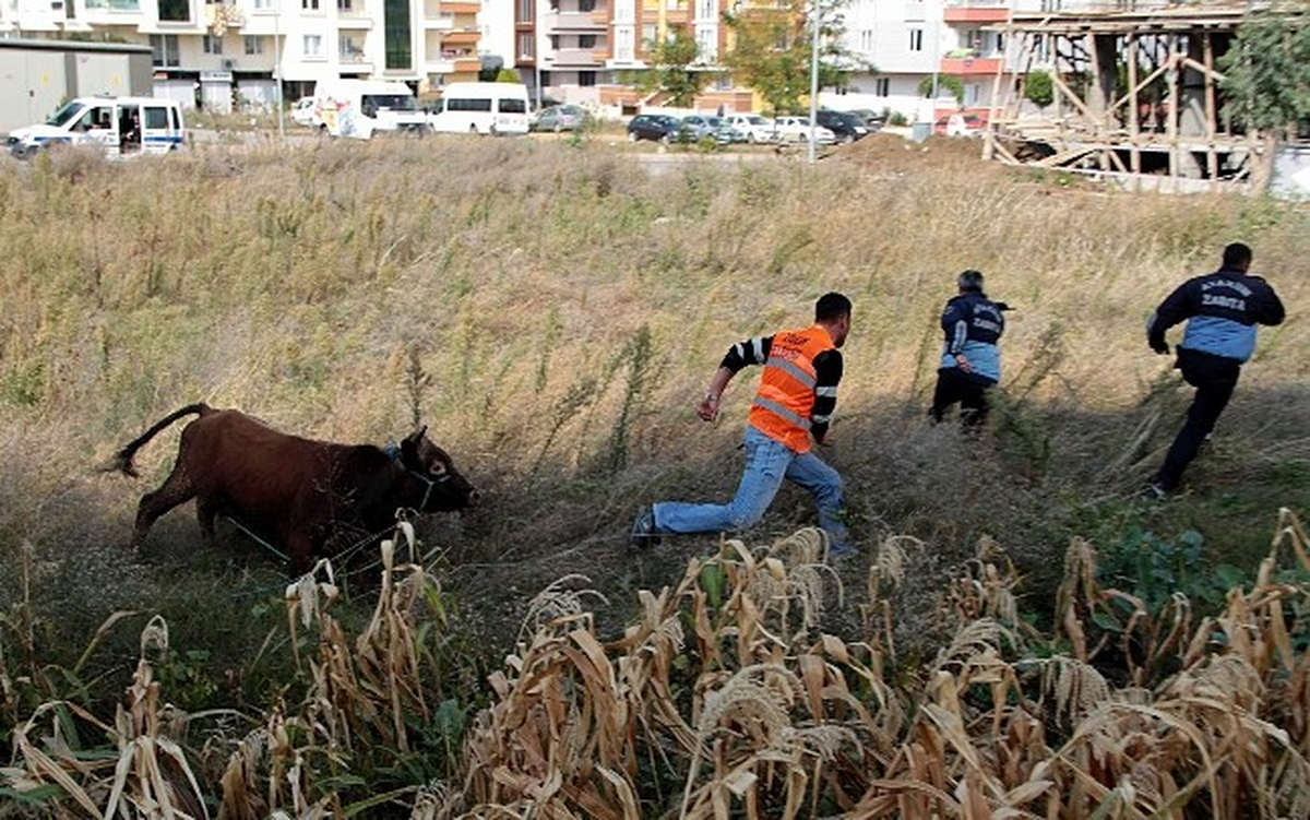 Sahibinden Kaçan Boğa Paniğe Neden Oldu
