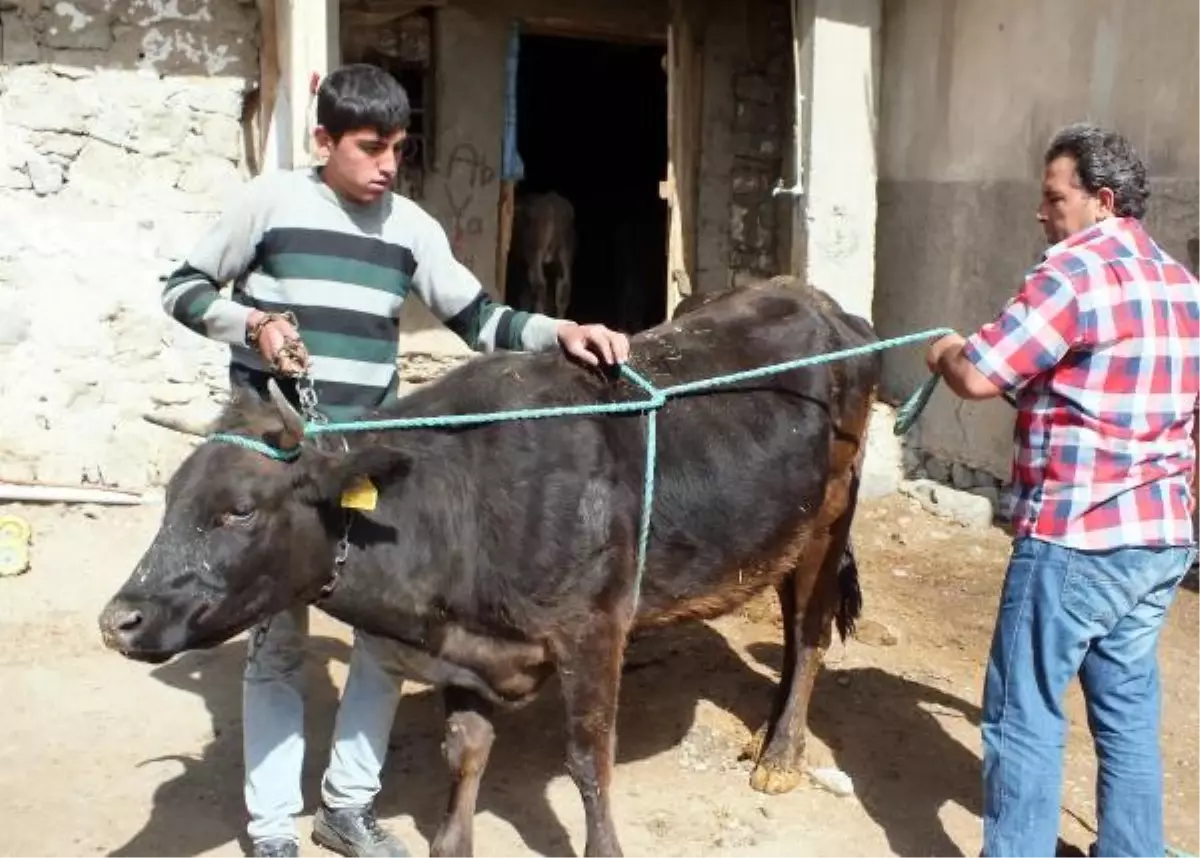 Yozgatlı Kasaptan Kurban Yatırma Tekniği