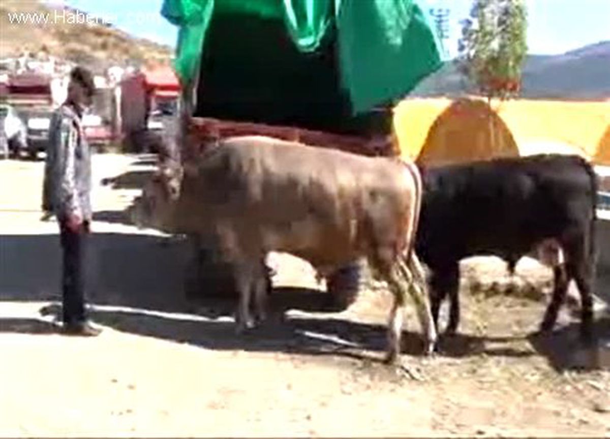Yozgatlı Kasaptan Kurban Yatırma Tekniği
