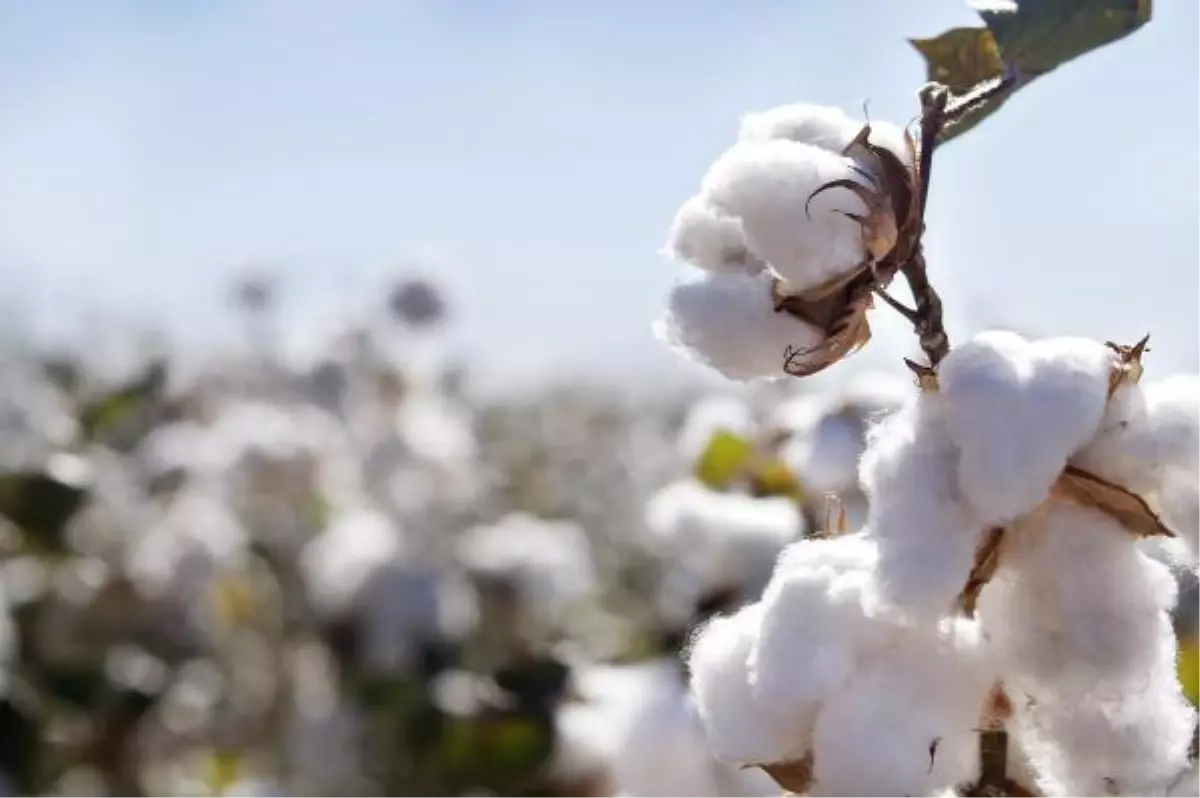 Adana'da 'Better Cotton' Üretimi Başladı