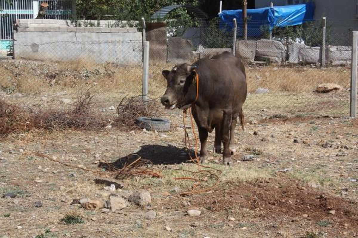 Adıyaman\'da Kaçan Boğa Sahibini Yaraladı