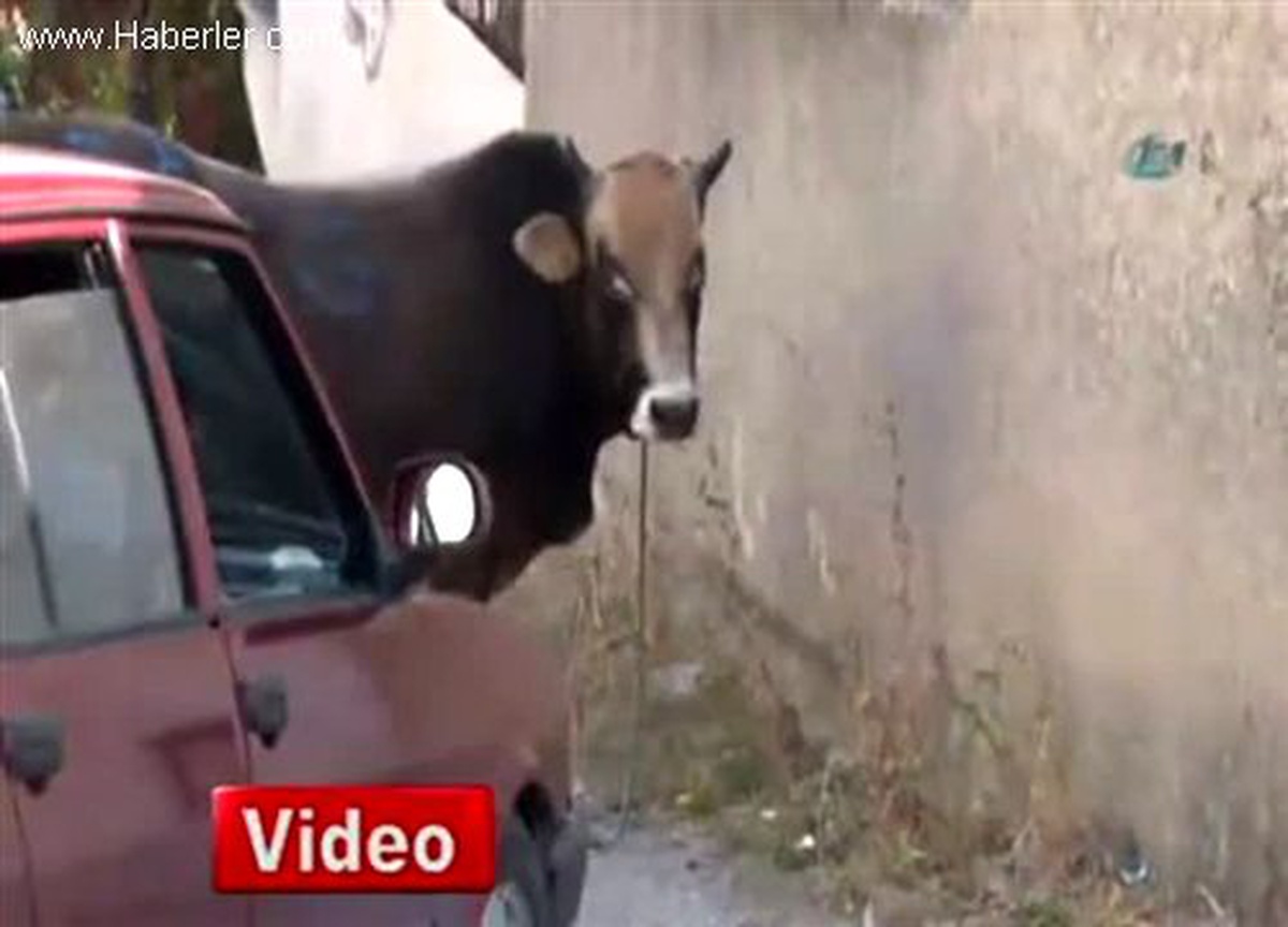 Ankara\'da Kaçan Kurbanlık Dana Mahalleyi Ayağa Kaldırdı