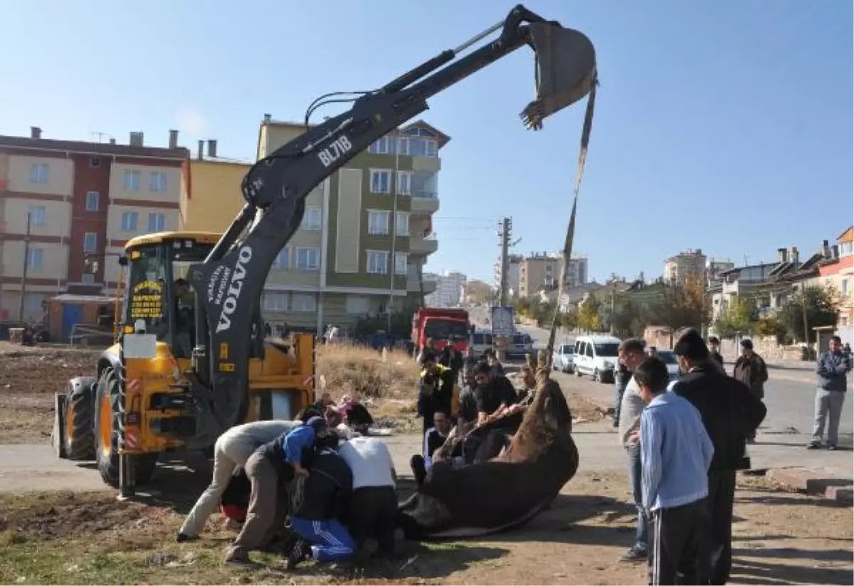 Çocuklar Gözü Önünde Kurban Kesimi