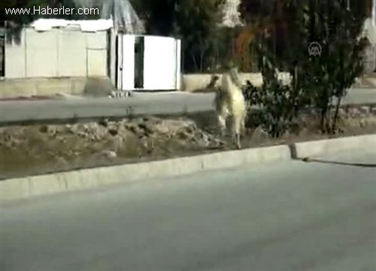 Kaçak keçi sahibini 1 saat peşinden koşturdu