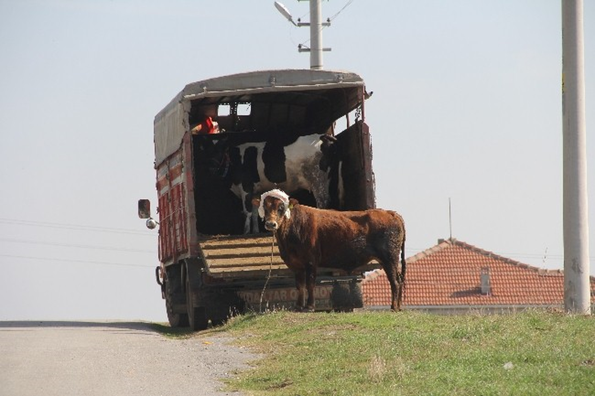 Kaçan Boğa Bayıltılarak Yakalandı