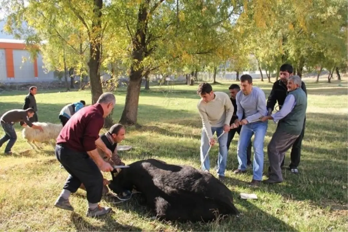 Oltu\'da Kurban Bayramı