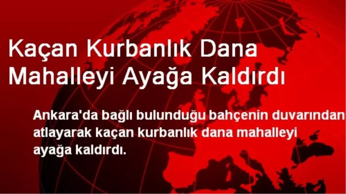 Kaçan Kurbanlık Dana Mahalleyi Ayağa Kaldırdı