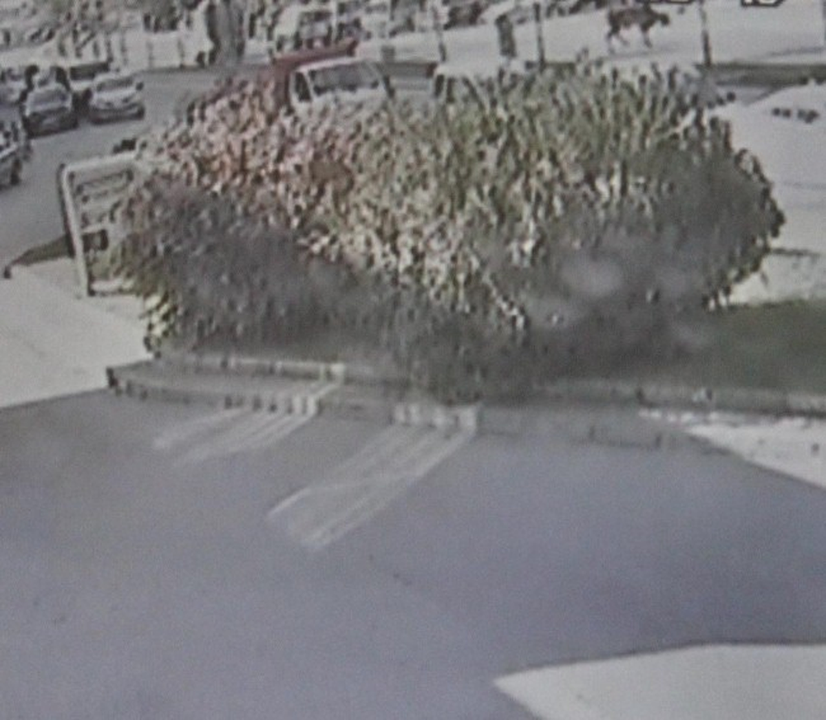 (Özel Haber) Kesime Götürülen Boğa Kamyonetten Düştü
