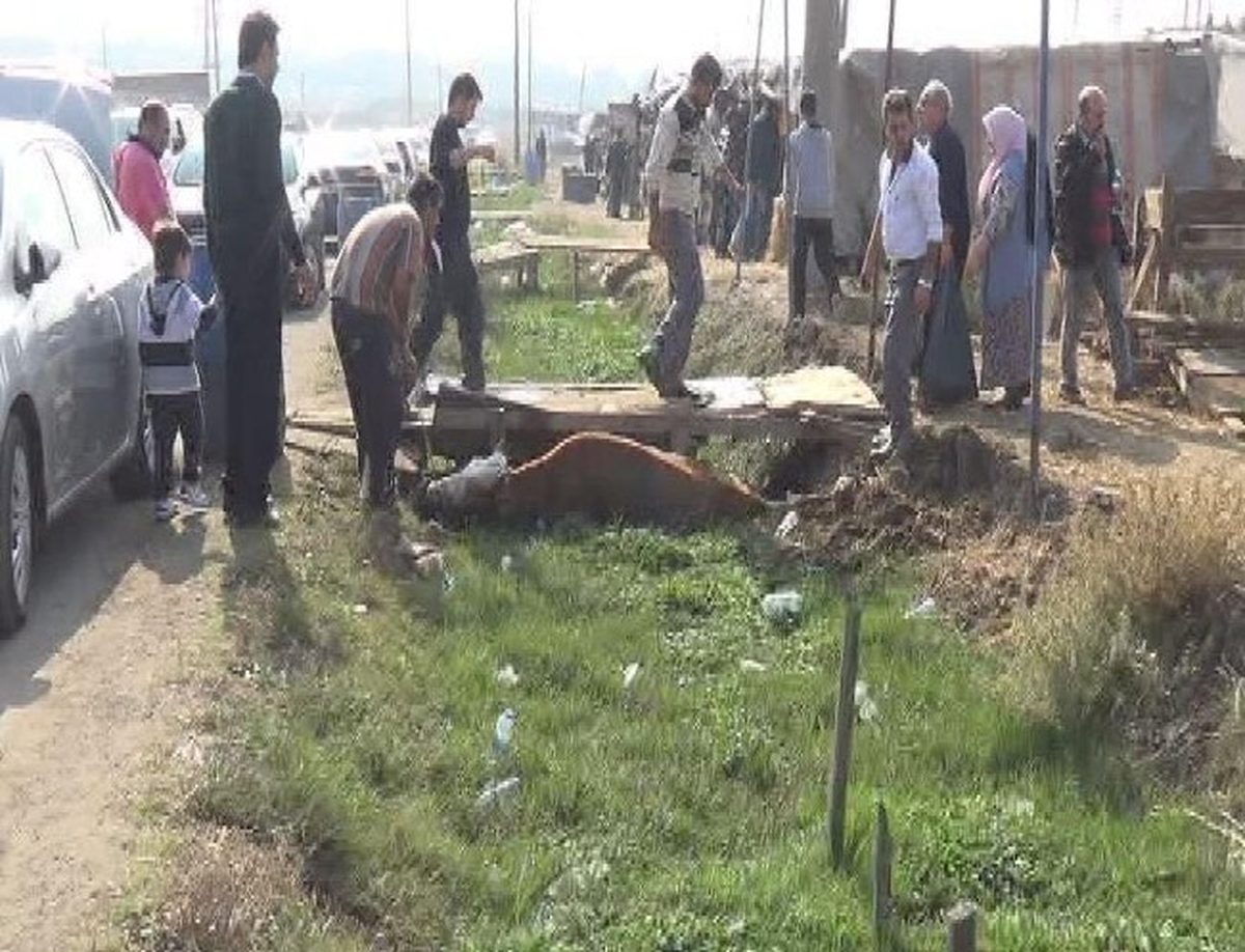 (Özel Haber) Kurbanlık Boğa Bataklığa Düştü