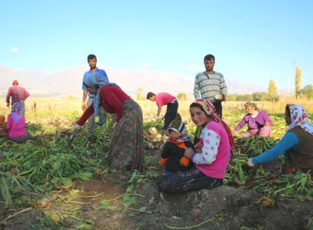Pancar Tarlalarında Bayram
