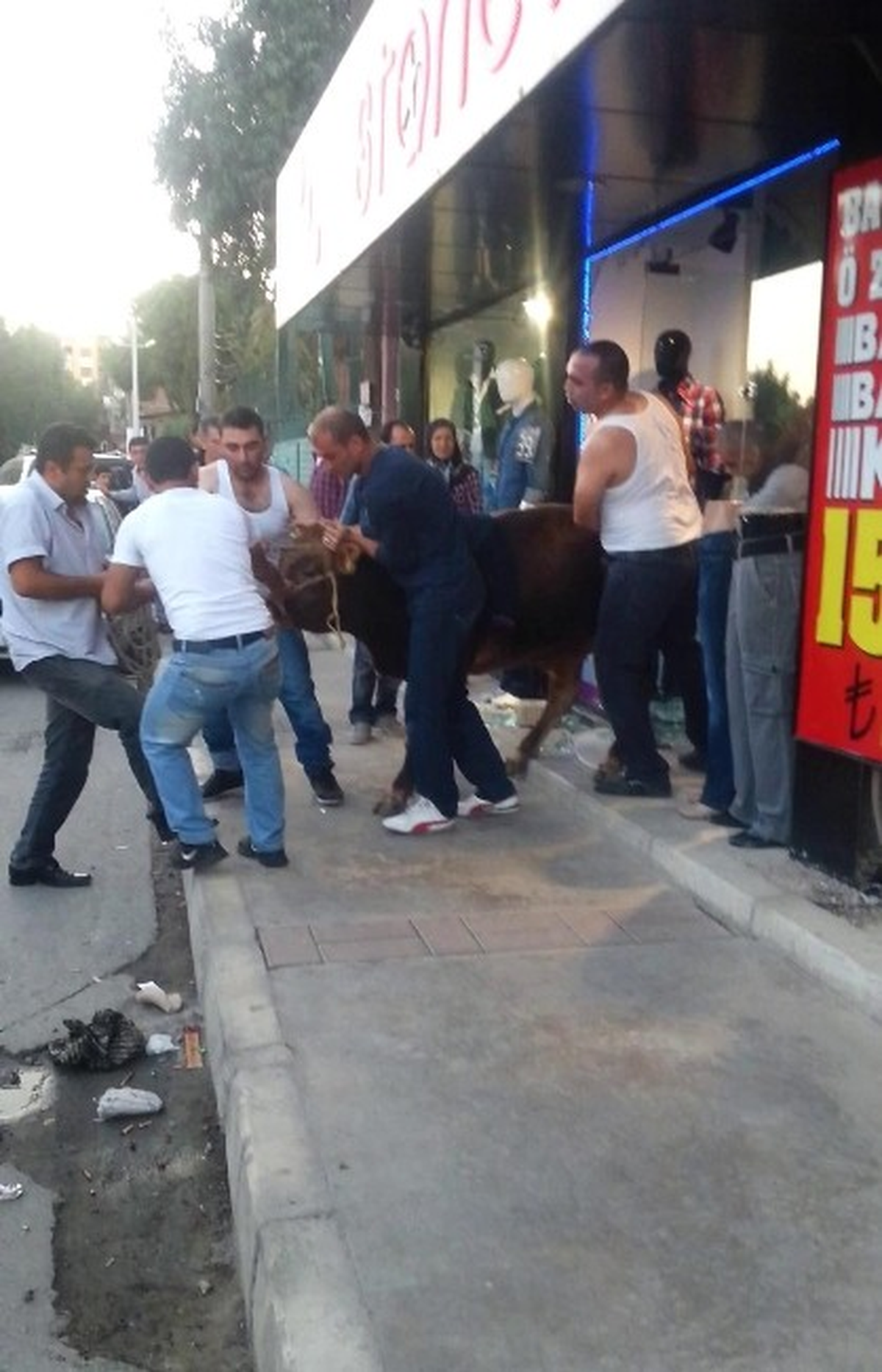 Sahibinden Kaçan Hayvan Mağazaya Girdi