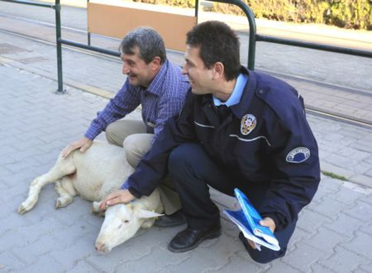 Sahibinin Elinden Kaçan Kurbanlık Koyunu Polis Yakaladı