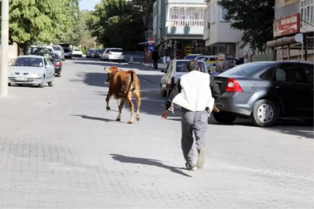 Şanlıurfa\'da Kaçan Boğalar Korkuttu