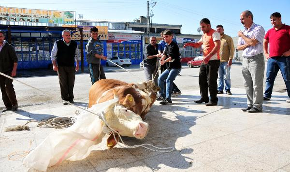 Van\'da Küçükler Kurban Kesimini Böyle İzledi