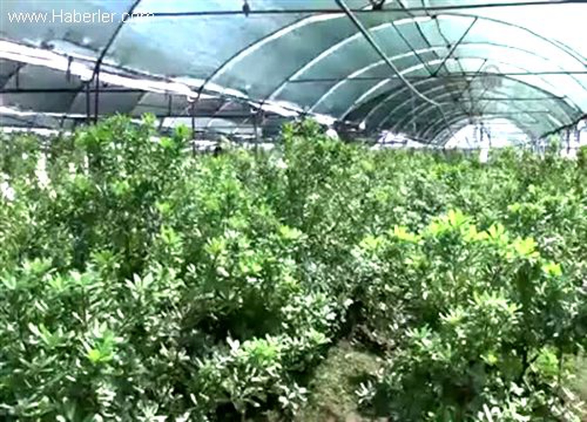 Çiçek sektörü "doğal yeşillik" ihracatı ile büyüyecek