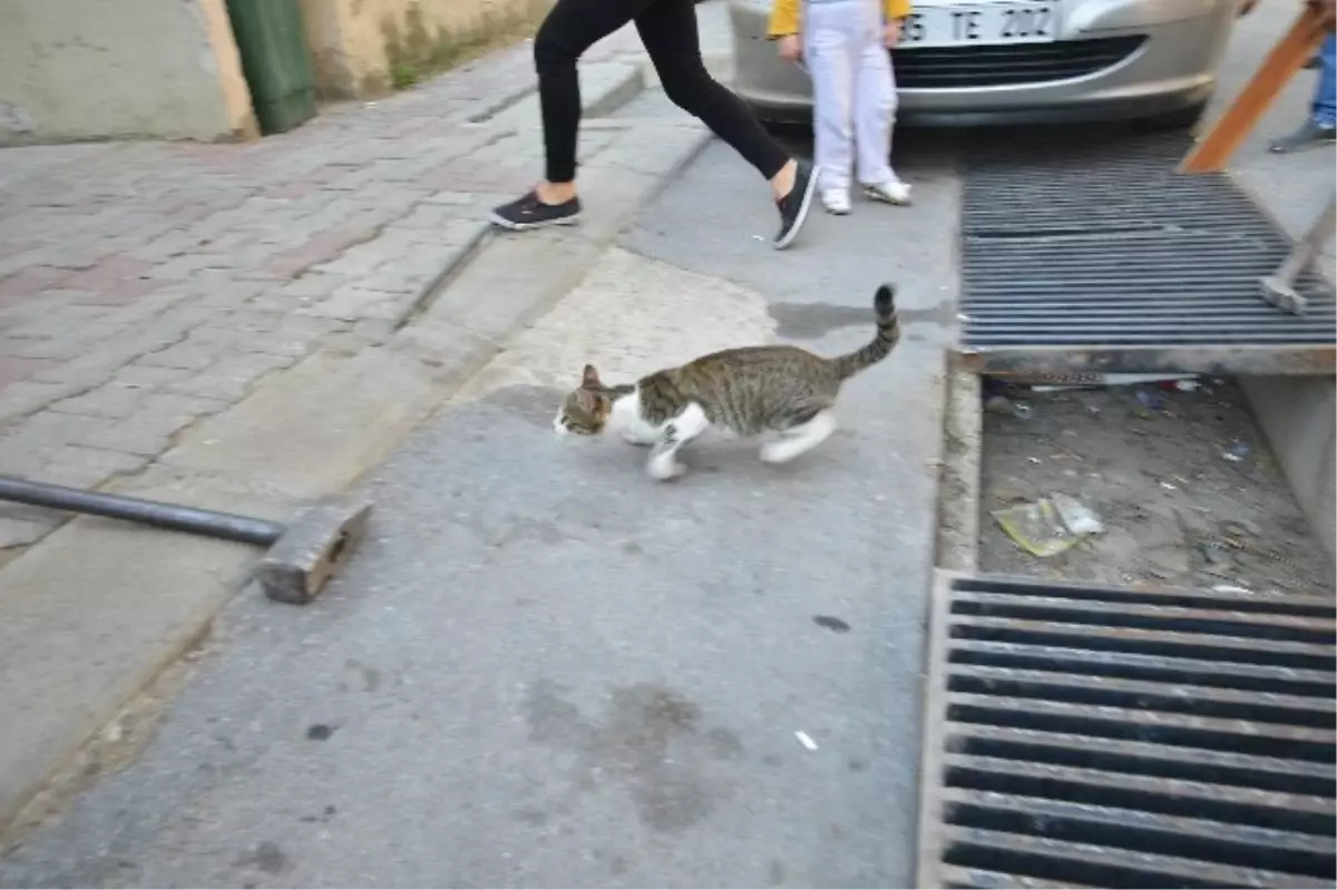 İzmir\'de Kanalizasyona Sıkışan Kedi Operasyonla Kurtarıldı