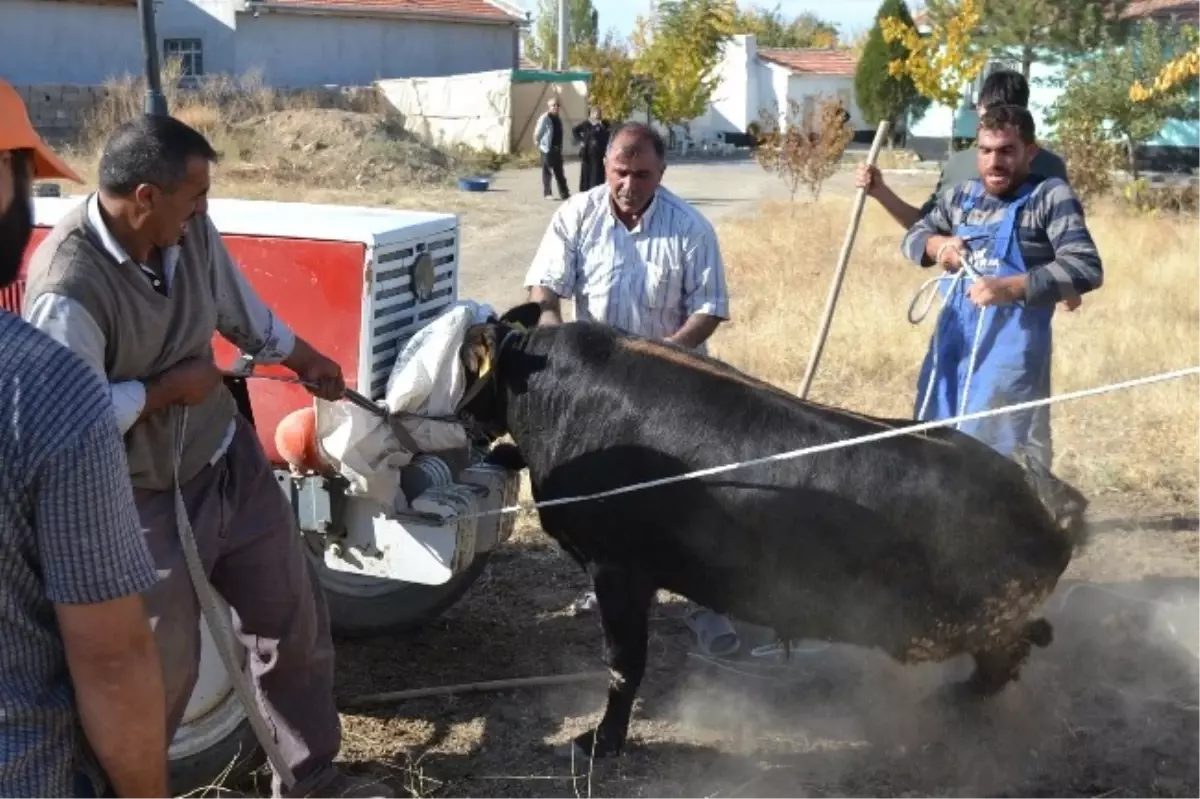 Kızgın Boğa Güçlükle Yakalandı