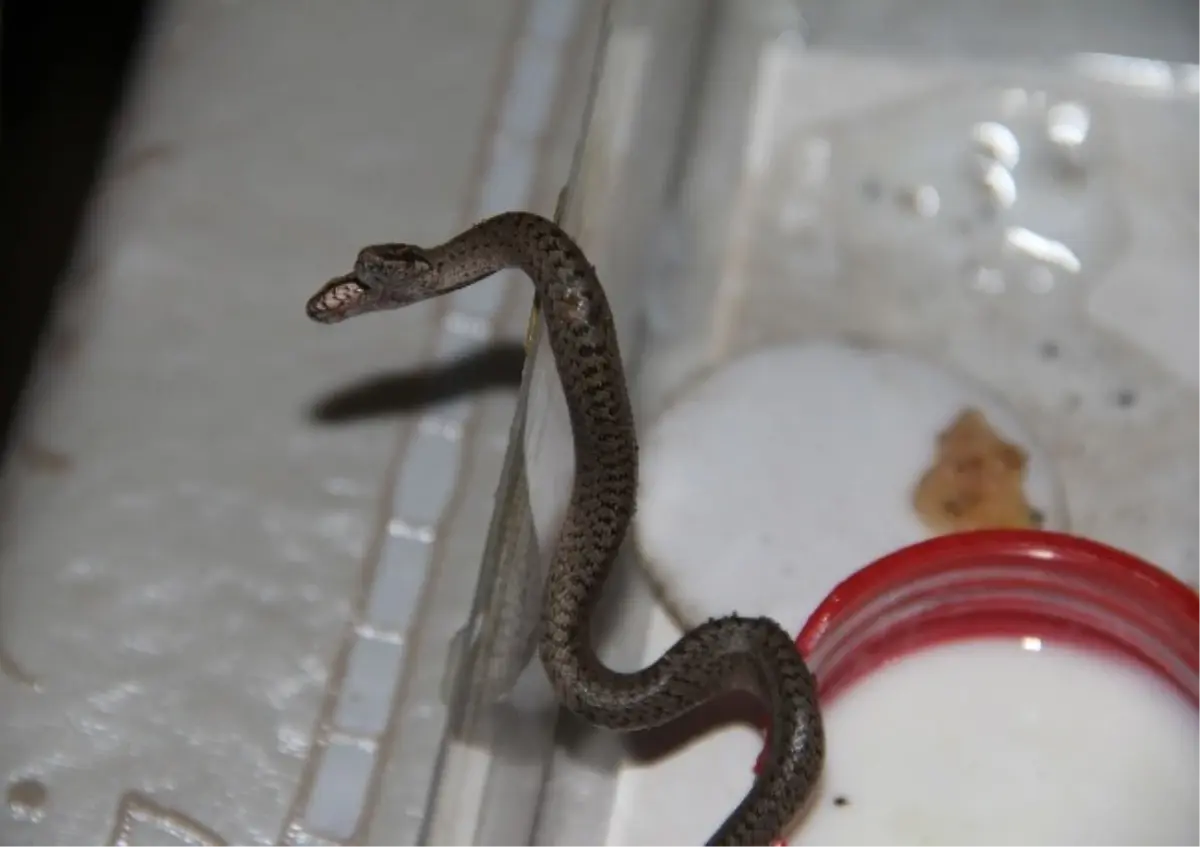 Koynunda \'Yılan\' Besliyor