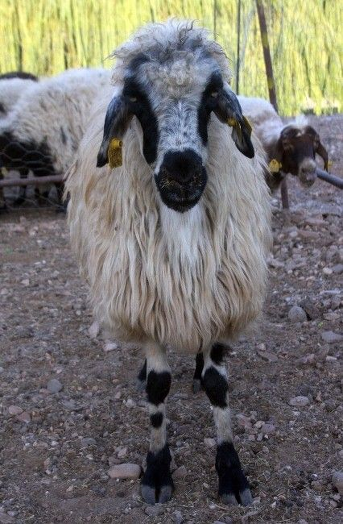Kurban Bayramı