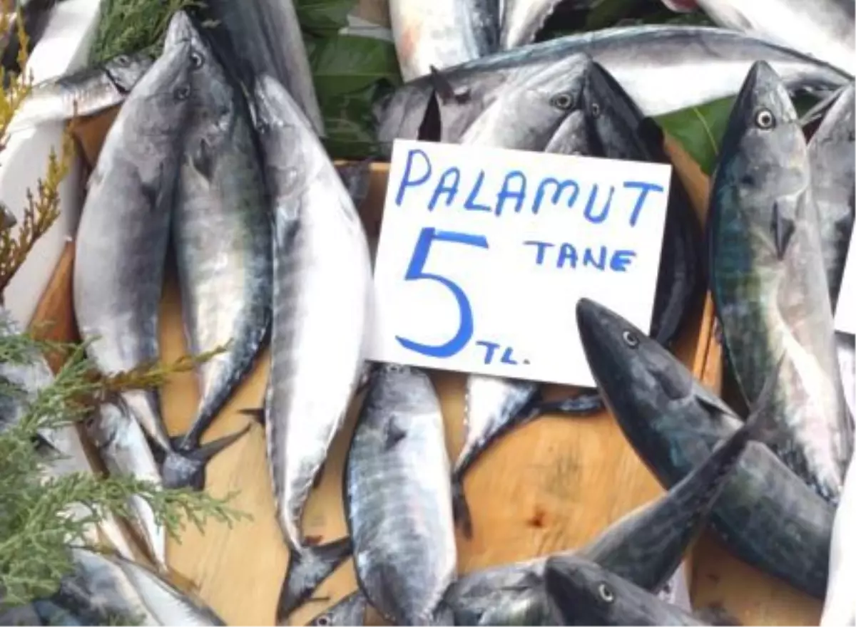 Palamut Edirne\'de 5 Liraya Kadar Düştü