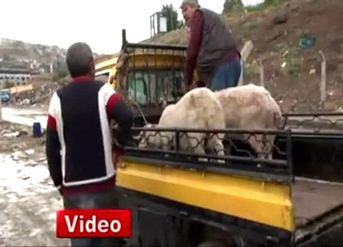 Sağnak Yağış, Kurban Fiyatlarını Yüzde 50 Düşürdü