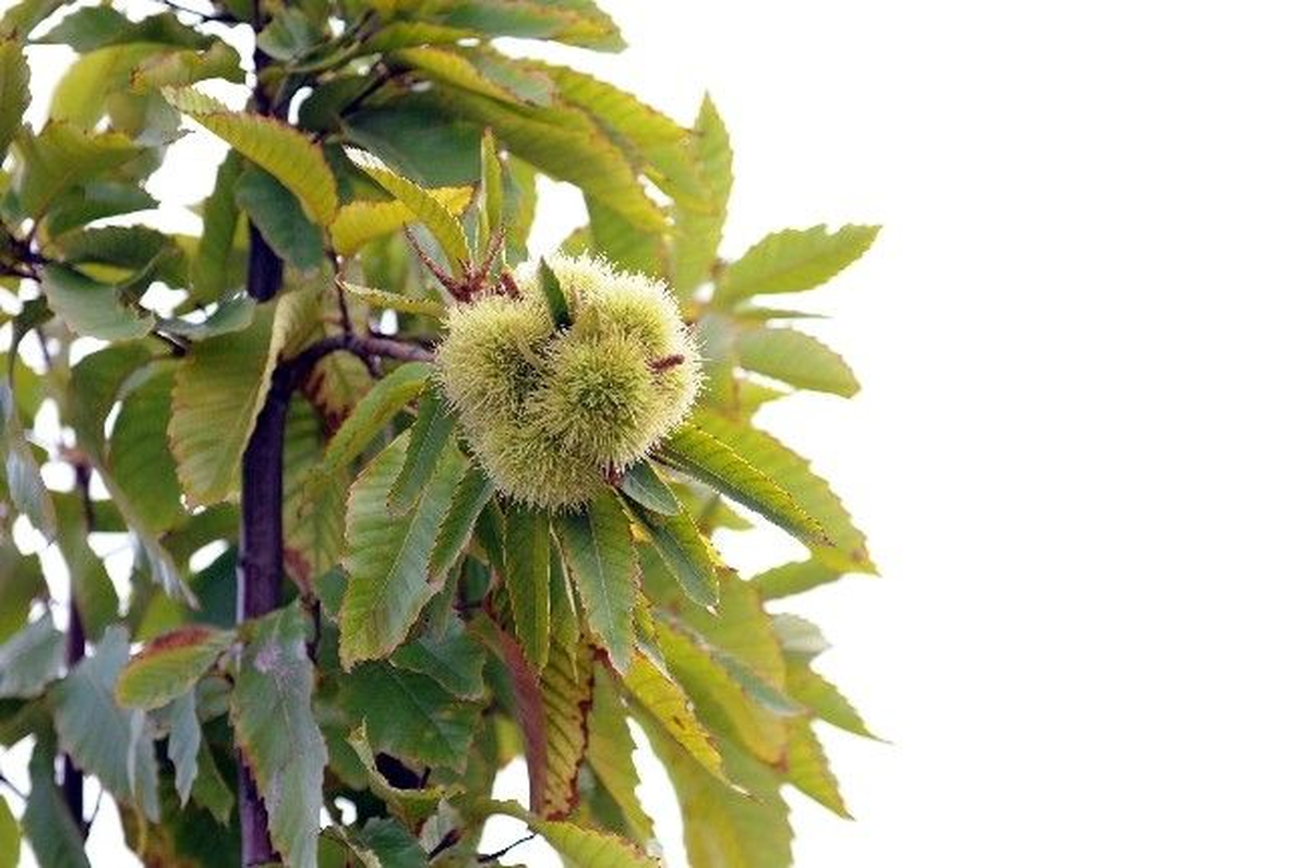 Bağcılar'da 'Kestane Bahçesi' İlk Ürünlerini Verdi