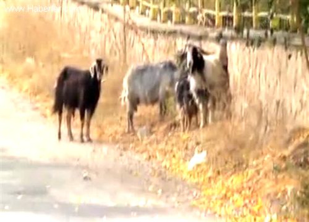 Bu sefer kaçan keçileri yakalamak için uğraştılar