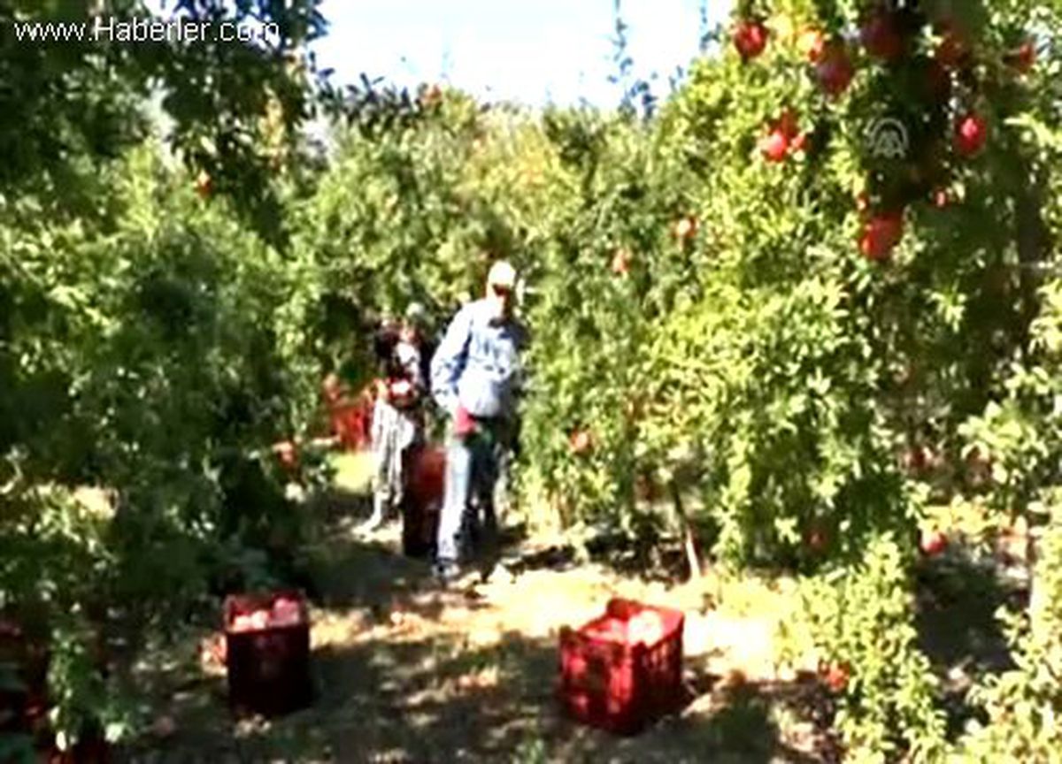 Finike\'de "Hicaz Narı" hasadı başladı