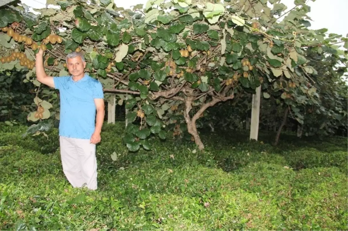 Kivide Erken Hasat Uyarısı