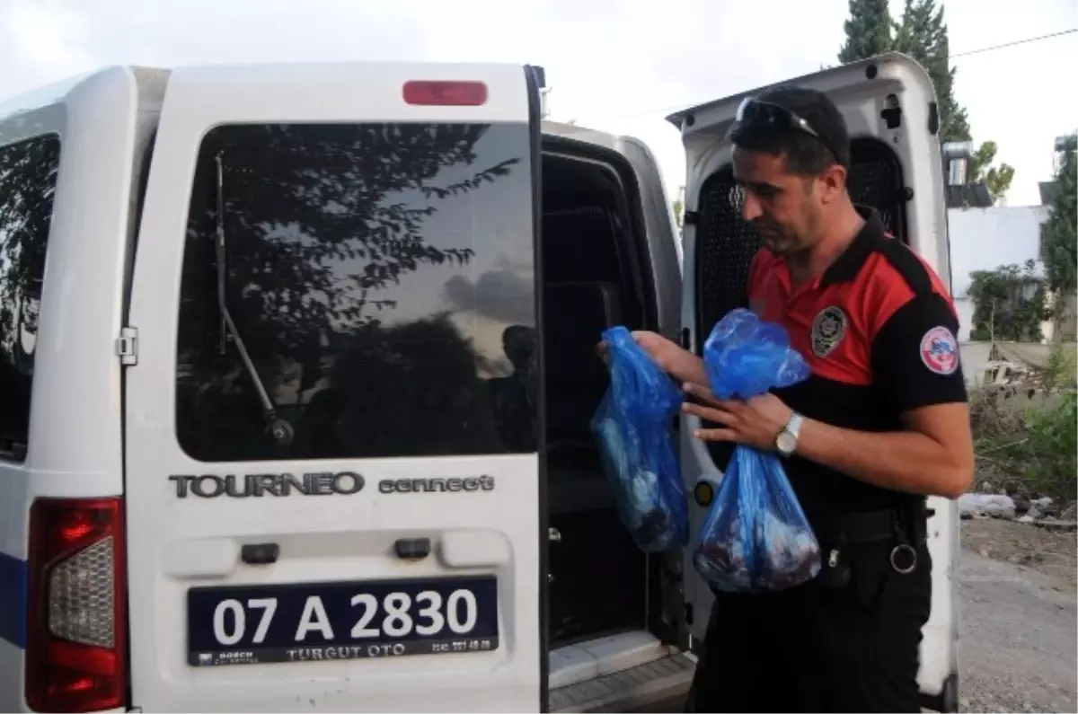 Operasyon Yapmadılar, Kurban Eti Dağıttılar