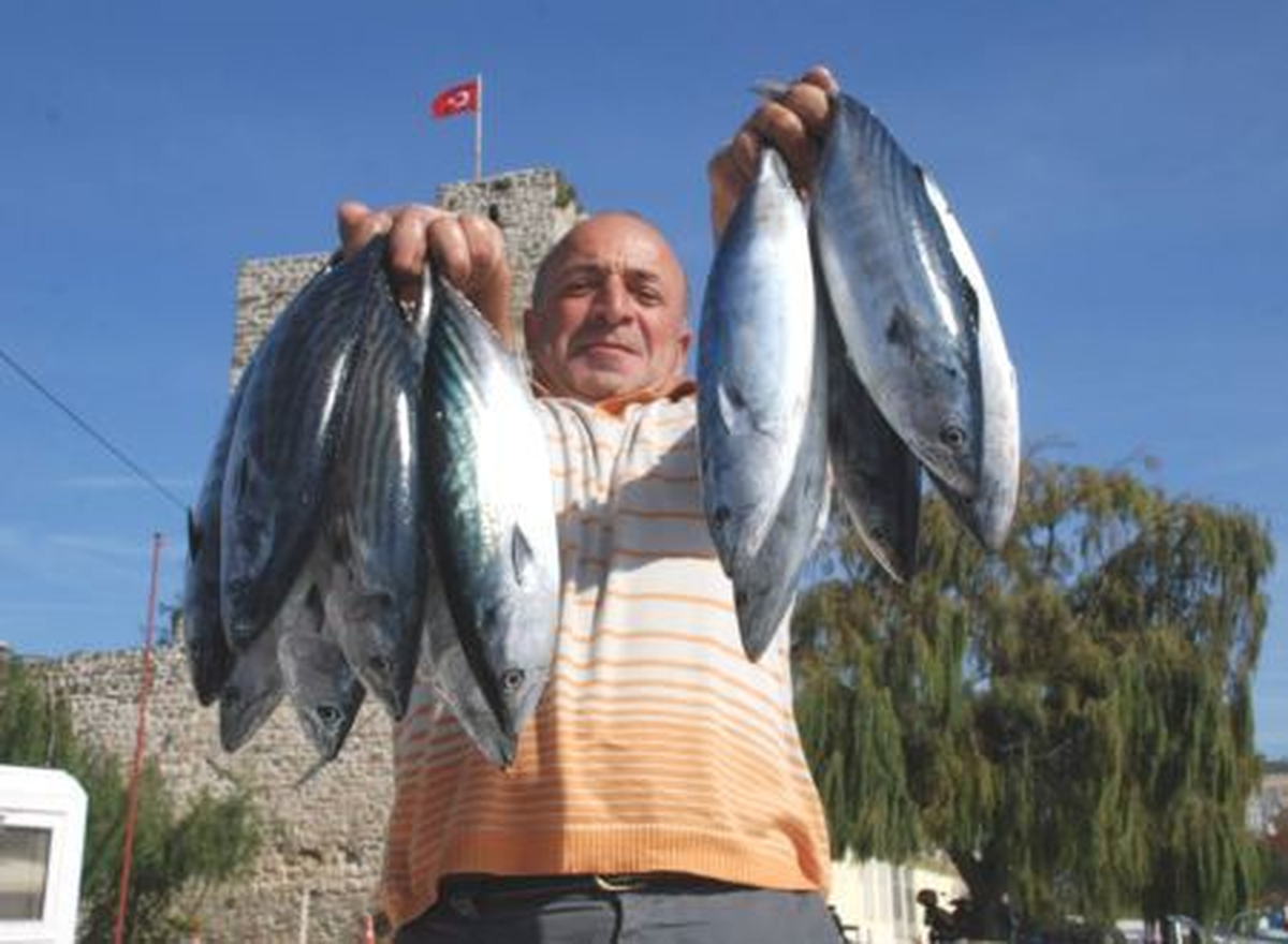 Palamut, Çaparicilerin Yüzünü Güldürdü