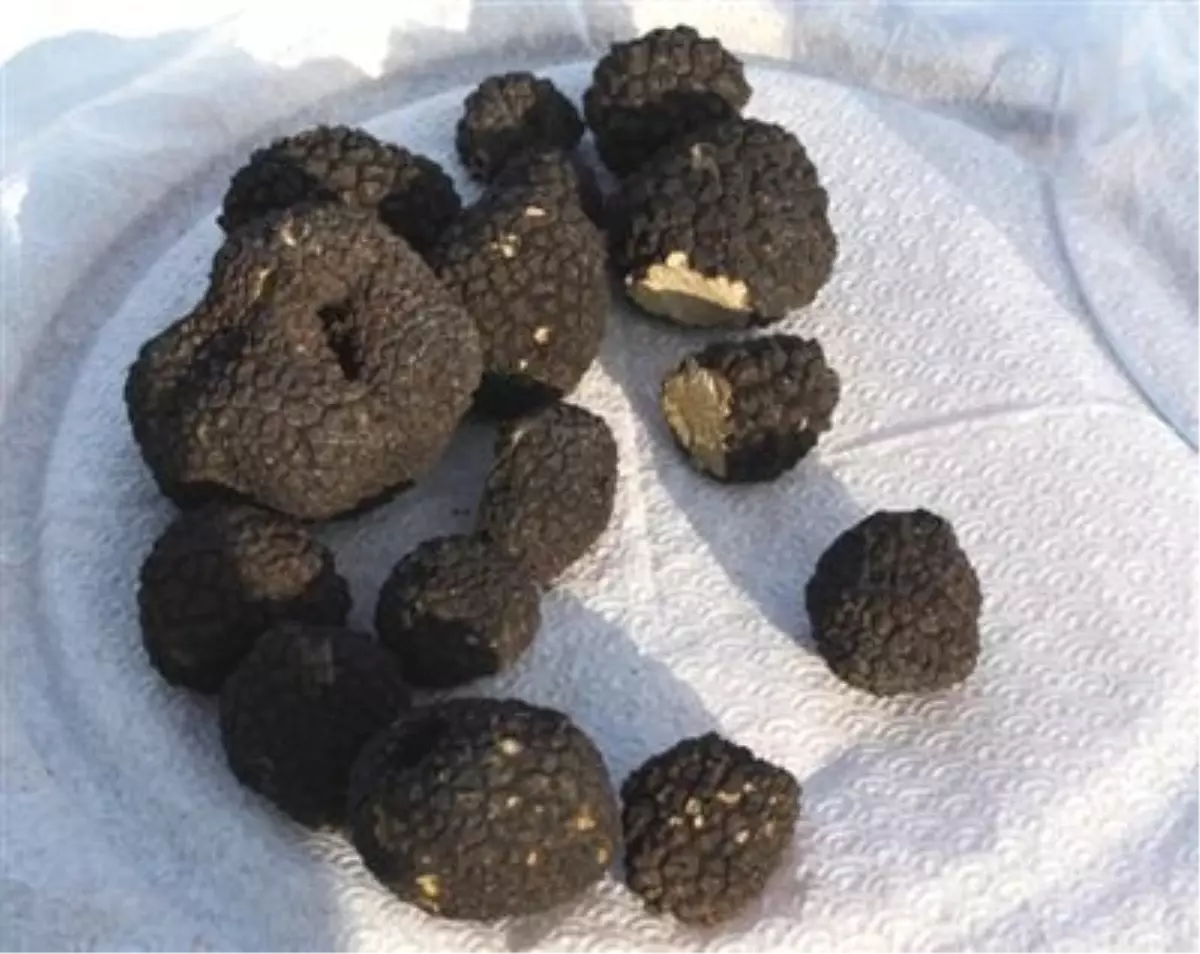 Trüf Mantarı İçin Eylem Planı