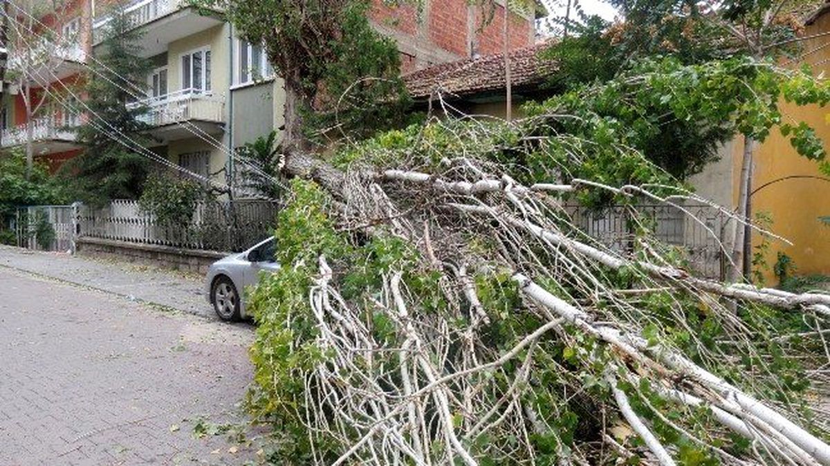 Aşırı Rüzgar Ağacı Otomobilin Üzerine Devirdi
