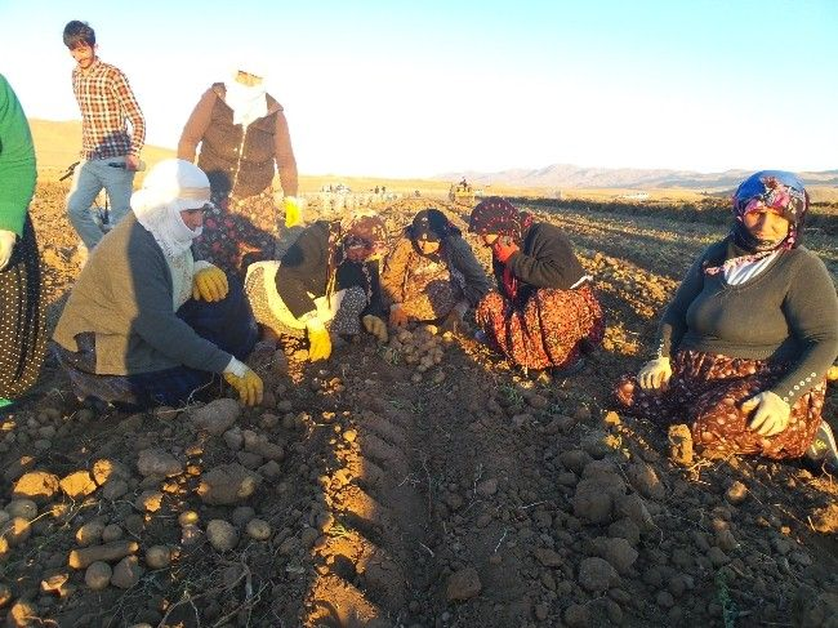 Bayramı Patates Tarlasında Çalışarak Geçirdiler
