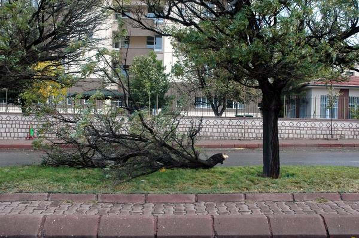 Fırtınada Ağaçlar Kırıldı